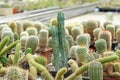 Many different cacti in pots