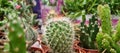 Many different cacti and succulent plants on table