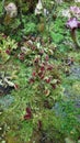 many different carnivorous plants. flycatcher plant Royalty Free Stock Photo