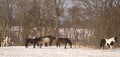 Many different color horses on sunny winter day Royalty Free Stock Photo