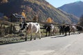 Many different cows on asphalt road in mountains