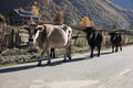 Many different cows on asphalt road in mountains