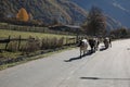 Many different cows on asphalt road in mountains