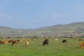 many different cows graze on the field