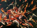 Many different decorative fishes feed in pond, school of fish orange carps swimming in water, top view