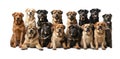 Many different dogs isolated on white background collage