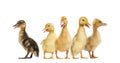 Many different Ducklings quacking in a raw