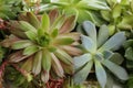 Many different echeverias as background. Succulent plants