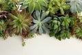 Many different echeverias isolated. Succulent plants