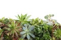 Many different echeverias isolated. Succulent plants