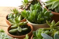 Many different echeverias on table. Beautiful succulent plants