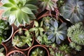 Many different echeverias on table. Beautiful succulent plants