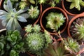 Many different echeverias on table. Beautiful succulent plants