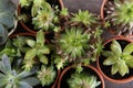 Many different echeverias on table. Beautiful succulent plants