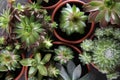 Many different echeverias on table. Beautiful succulent plants