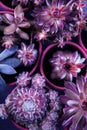 Many different echeverias on table, flat lay. Beautiful succulent plants