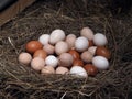 Many different eggs from types of poultry