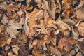 Many different fallen leaves on the forest floor as background. Organic background made with autumnal fallen leaves.