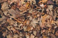 Many different fallen leaves on the forest floor as background. Organic background made with autumnal fallen leaves.