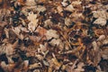 Many different fallen leaves on the forest floor as background. Organic background made with autumnal fallen leaves.