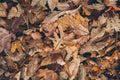 Many different fallen leaves on the forest floor as background. Organic background made with autumnal fallen leaves.