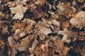 Many different fallen leaves on the forest floor as background. Organic background made with autumnal fallen leaves.