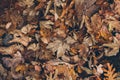 Many different fallen leaves on the forest floor as background. Organic background made with autumnal fallen leaves.