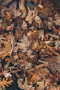 Many different fallen leaves on the forest floor as background. Organic background made with autumnal fallen leaves.