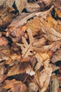 Many different fallen leaves on the forest floor as background. Organic background made with autumnal fallen leaves.