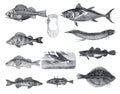 Many different Fish collection like thuna or thynnus vulgaris, perca fluviatl`s, acerina cernua, gadus morrhua, exocoetus volitans Royalty Free Stock Photo