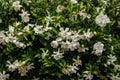 Many Different Gardenia Blooms At Different Stages Of Life