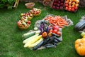 Many Different Healthy Vegetables in Garden on grass Royalty Free Stock Photo