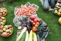 Many Different Healthy Vegetables in Garden on grass Royalty Free Stock Photo