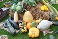 Many Different Healthy Vegetables in Garden on grass Royalty Free Stock Photo