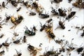 Many different insects lying on a white background. Flies, midges and wasps on the bait Royalty Free Stock Photo