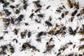 Many different insects lying on a white background. Flies, midges and wasps on the bait Royalty Free Stock Photo