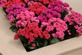 Many different kalanchoe plants with beautiful flowers in wooden planter, closeup Royalty Free Stock Photo