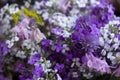 Many different kinds of flowers: purple and violet phlox, white chamomile, bells Royalty Free Stock Photo