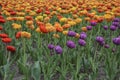 Many different multi colored tulips on a flower bed, growing area in in Spring flower bed outdoors Royalty Free Stock Photo