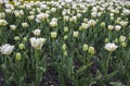 Many different multi colored tulips on a flower bed, growing area in in Spring flower bed outdoors Royalty Free Stock Photo