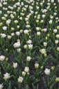 Many different multi colored tulips on a flower bed, growing area in in Spring flower bed outdoors Royalty Free Stock Photo