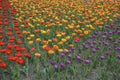 Many different multi colored tulips on a flower bed, growing area in in Spring flower bed outdoors Royalty Free Stock Photo