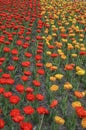 Many different multi colored tulips on a flower bed, growing area in in Spring flower bed outdoors Royalty Free Stock Photo