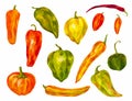 Many different peppers. Watercolor set. Bulgarian, chili, differ Royalty Free Stock Photo