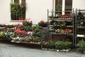 Many different plants near building. Florist shop Royalty Free Stock Photo