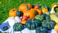 Many different pumpkins, harvest festival in autumn Royalty Free Stock Photo