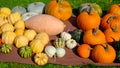 Many different pumpkins, harvest festival in autumn. october Royalty Free Stock Photo