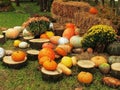 Many different pumpkins lie in a clearing with hay on stumps in the park. Halloween decor. Glade with pumpkins Royalty Free Stock Photo