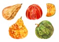Many different pumpkins. Watercolor set. Yellow, red, green. Different varieties of healthy vegetables. Halloween set