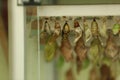 Many different pupaes at butterfly house, closeup Royalty Free Stock Photo